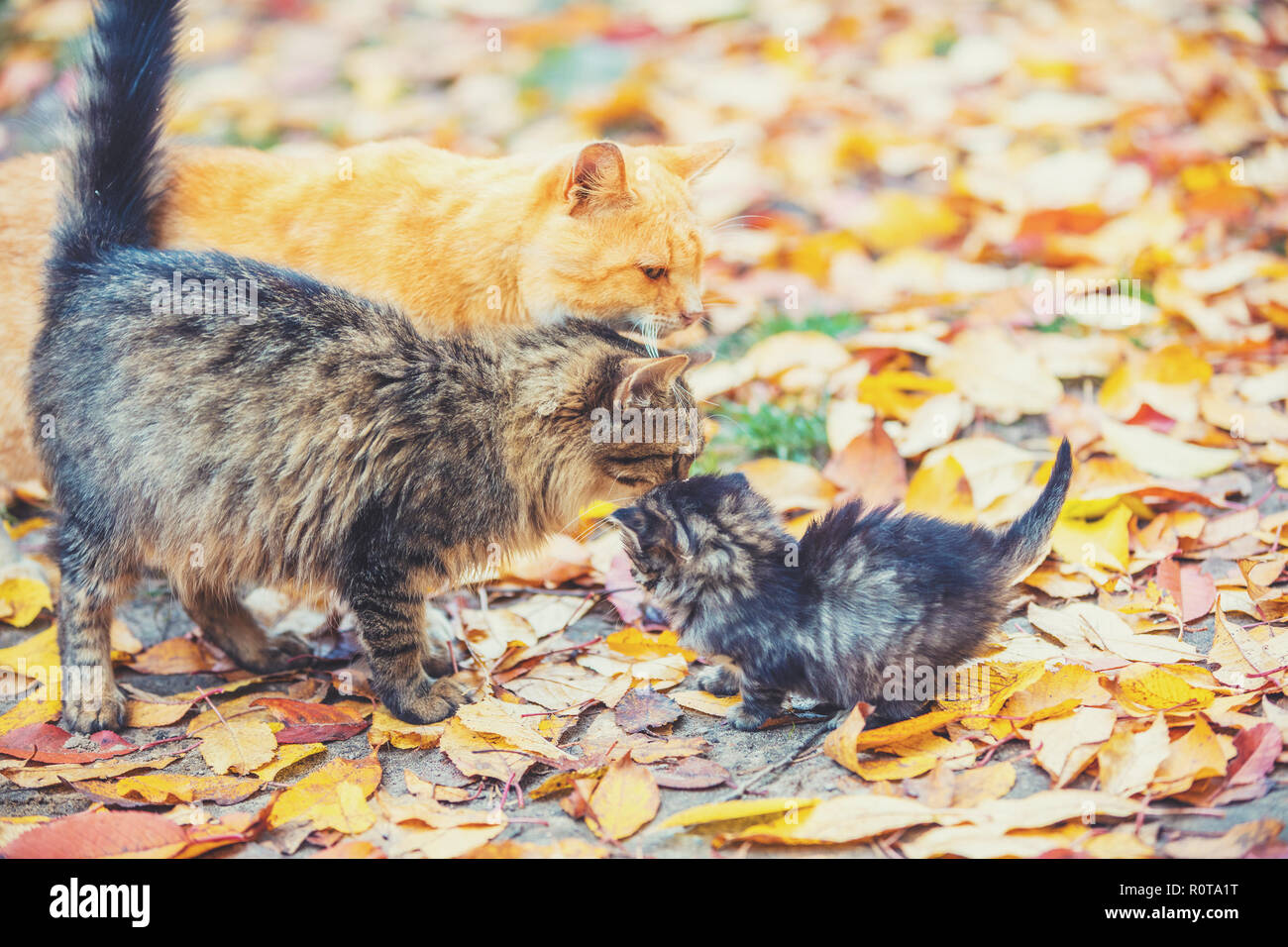 Mutter Katze mit kleines Kätzchen Spaziergänge auf Laub im Herbst Garten Stockfoto