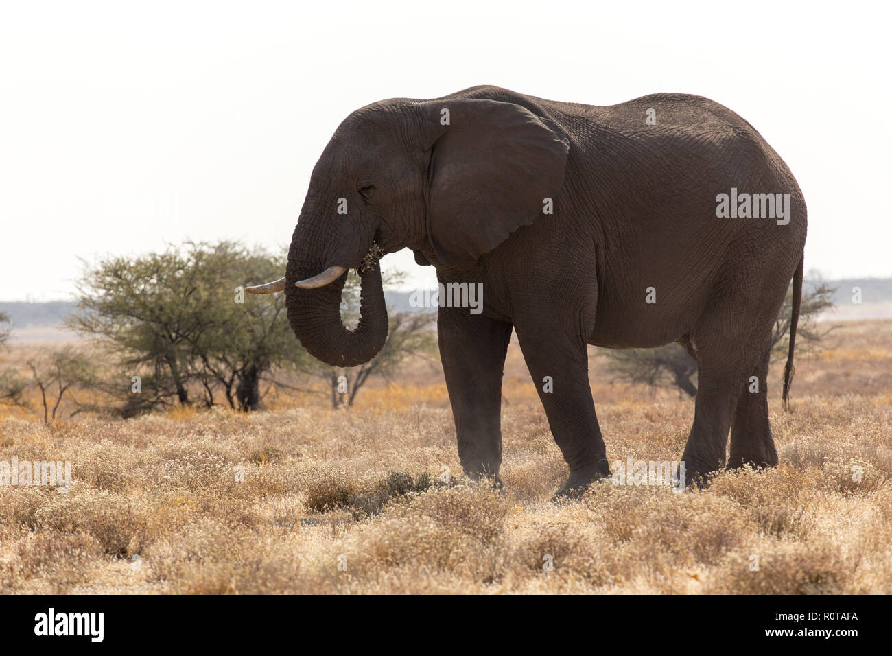 Ein riesiger afrikanischen Elefanten in Namibia Stockfoto