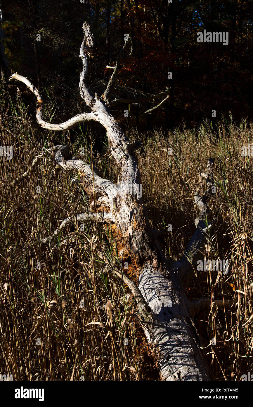 Einen umgestürzten Baum in einem Sumpf in South Yarmouth, Massachusetts, USA (auf Cape Cod) Stockfoto
