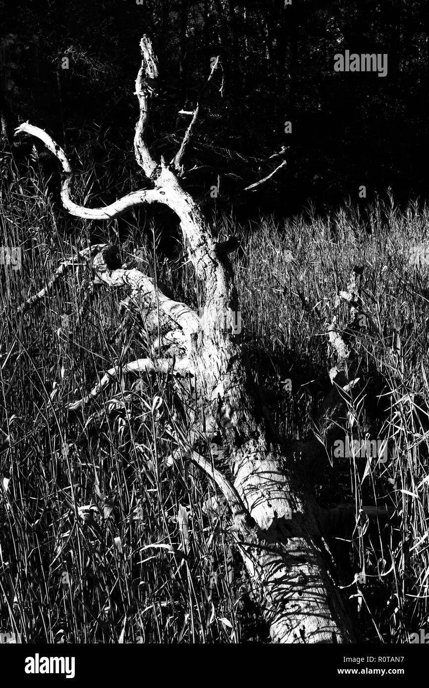 Schwarze und weiße Version von einen umgestürzten Baum in einer South Yarmouth, Massachusetts Marsh. (Cape Cod, USA) Stockfoto