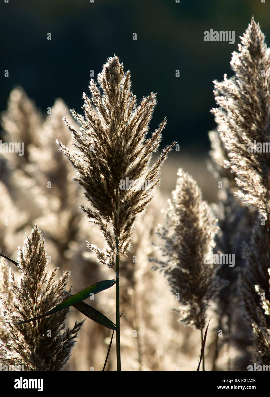 Ein Rohr (Poaceae) in Cape Cod Marsh, Dennis, Massachusetts, USA. Stockfoto