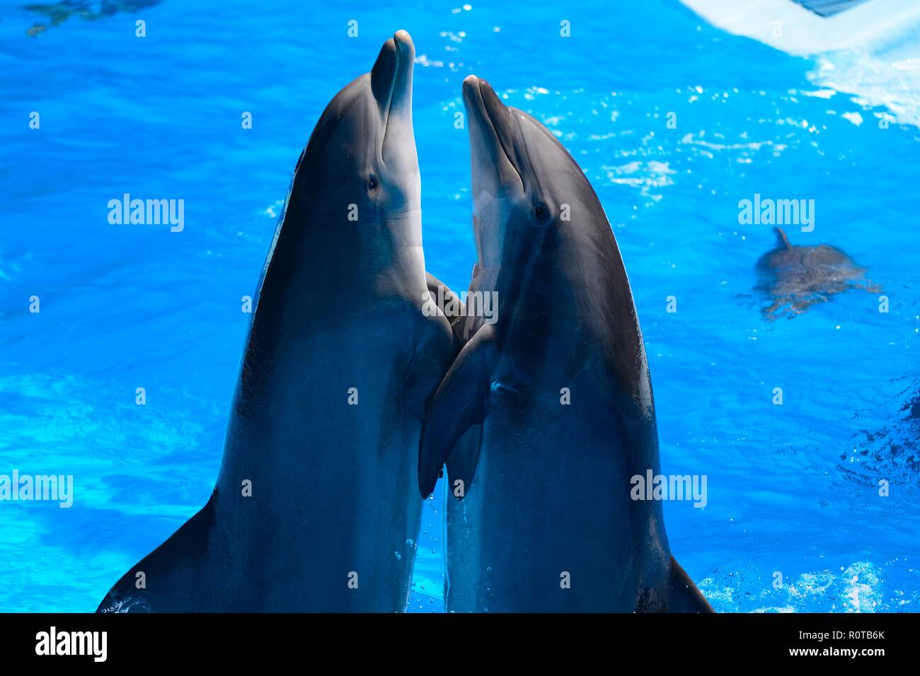Zwei Delphine im Dophin zeigen Stockfotografie Alamy