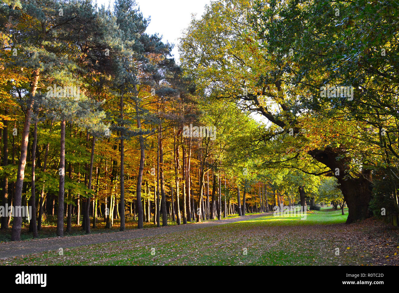 Linie der Bäume im Herbst, in der Nähe das Downe, Kent, England. November 2018. Am späten Nachmittag Sonne Herbst Farben Stockfoto