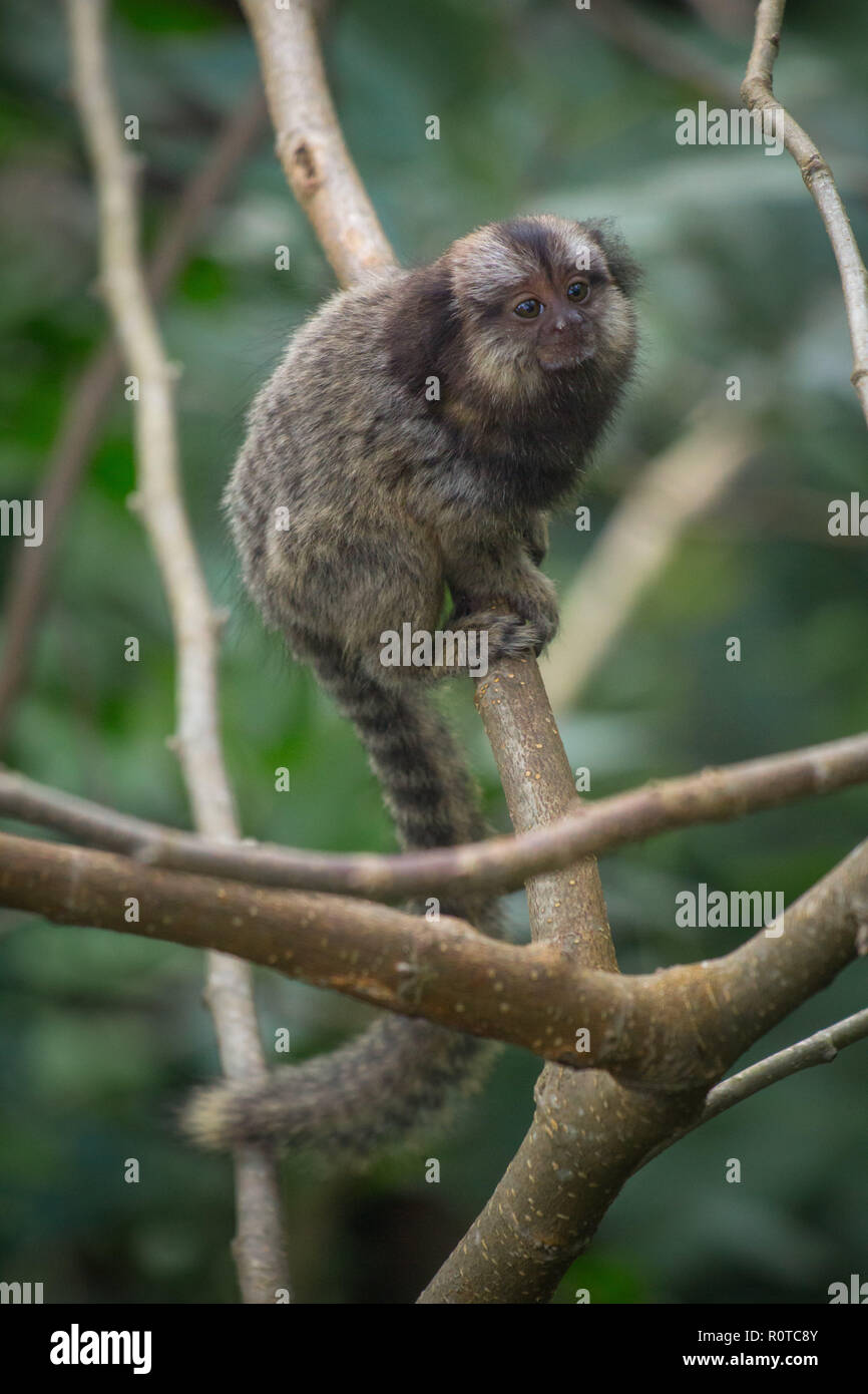 Marmosetten Affen hängen in einem grünen Zweig in den Wäldern von Florianopolis, Brasilien Stockfoto