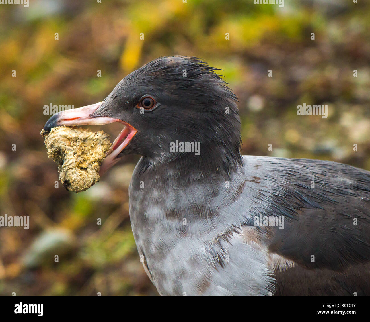 Juvenile Möwe mit einem Rock mit ihrem Schnabel. Stockfoto