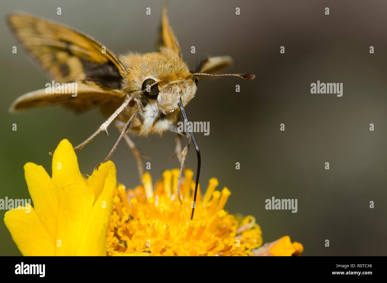 Fiery Skipper, Hylephila phyleus, sondieren Blume für Nektar Stockfoto