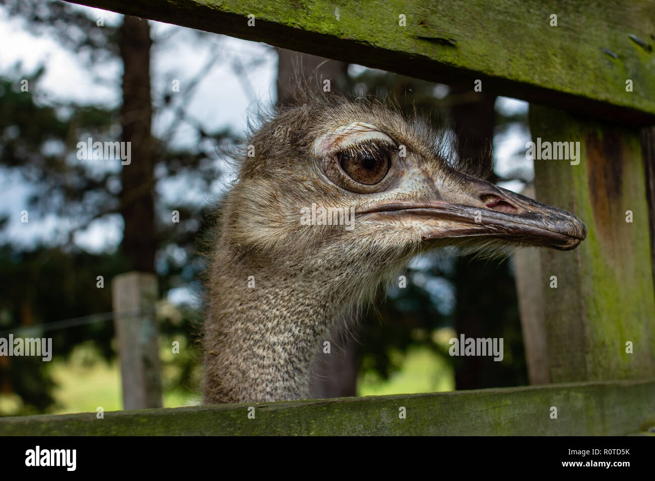 Nahaufnahme von Emu, Dromaius novaehollandiae, Tor, Kopf und Augen. Stockfoto