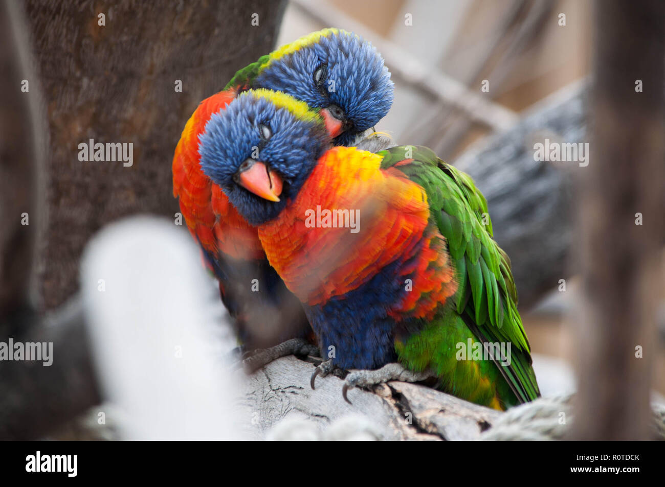 Liebe Vögel Stockfoto