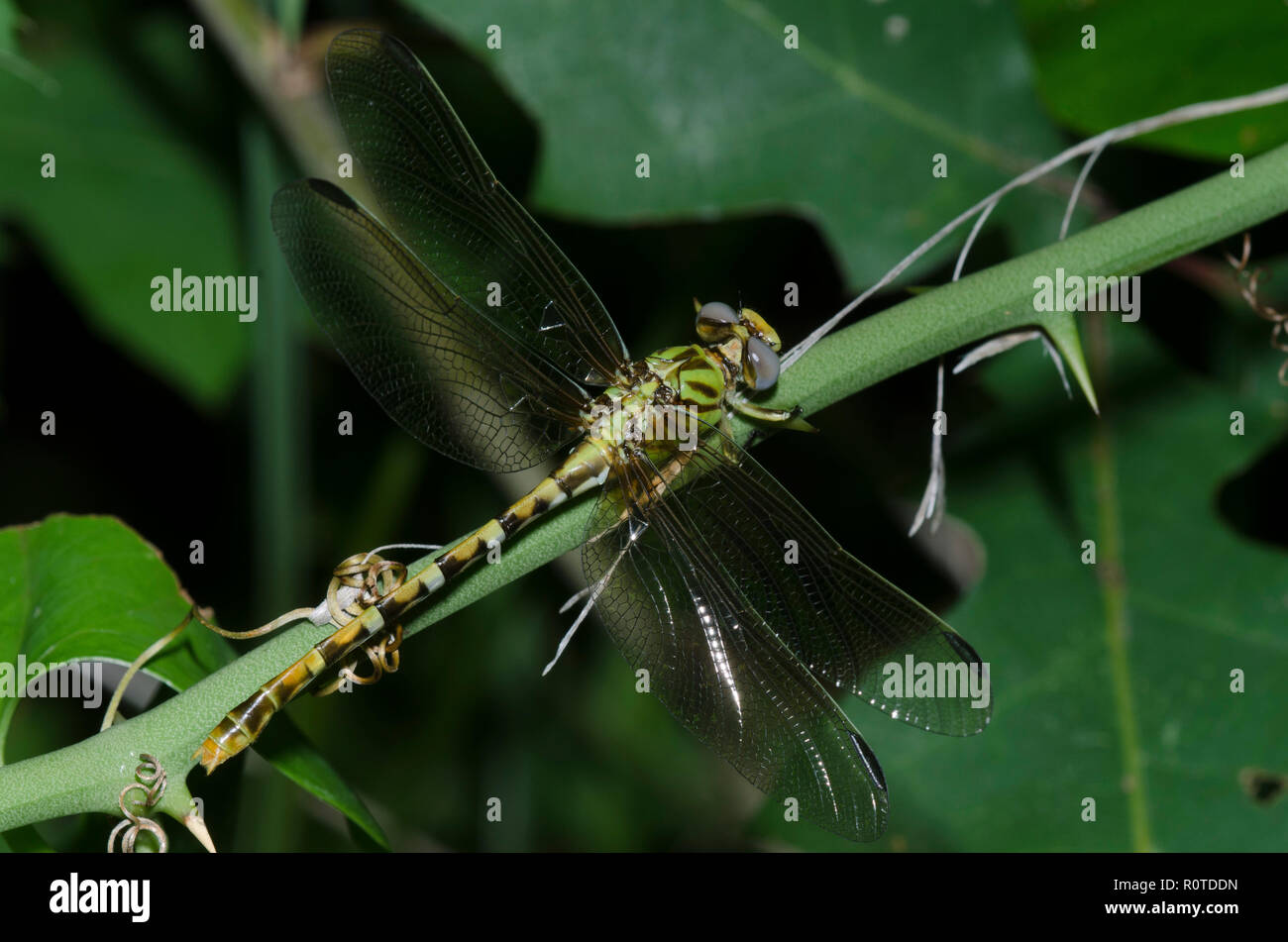 Östlichen Ringtail, Erpetogomphus designatus, Weiblich Stockfoto