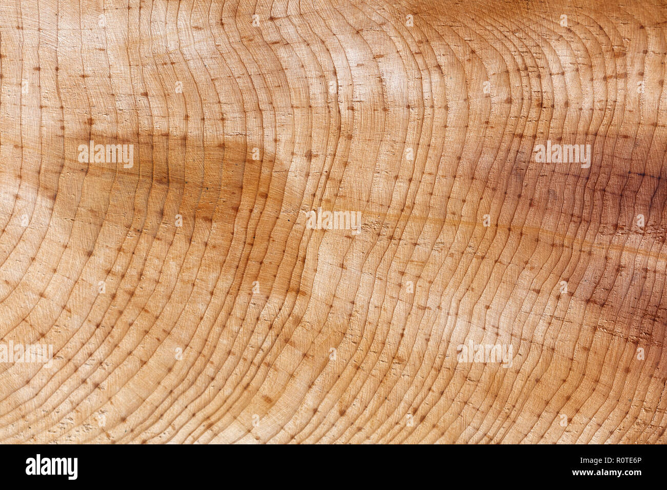 Das Holz ring Textur Hintergrund, aus der Nähe. Stockfoto