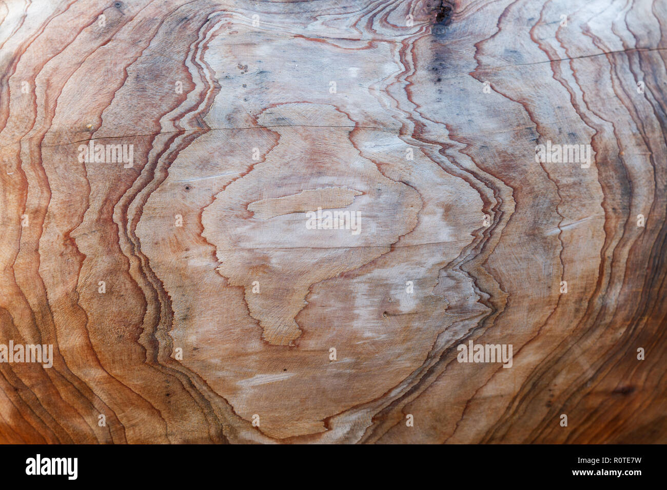Das Holz ring Textur Hintergrund, aus der Nähe. Stockfoto