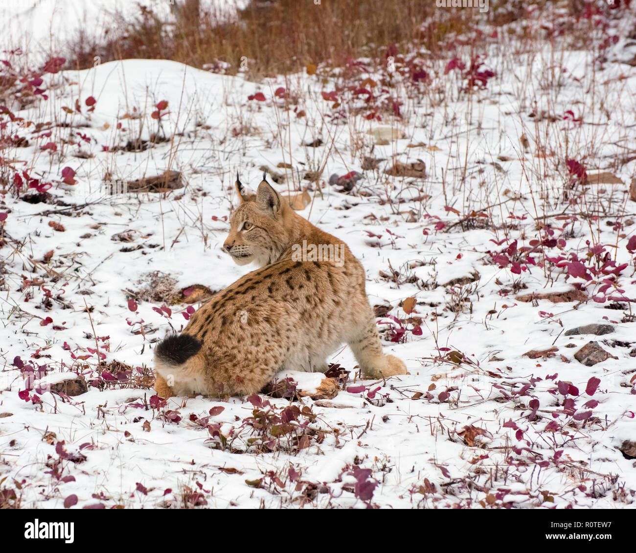 Sibirische Lynx junges Kätzchen im Schnee 1. Stockfoto
