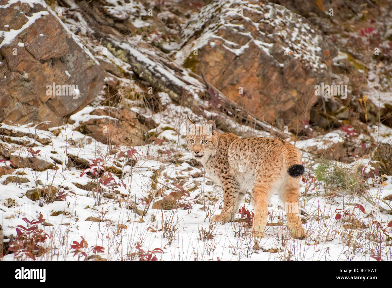 Sibirische Lynx junges Kätzchen im Schnee 2. Stockfoto