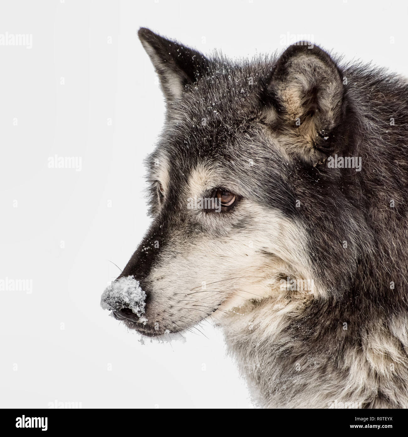 Tundra Wolf isoliert auf weißem Hintergrund Stockfoto