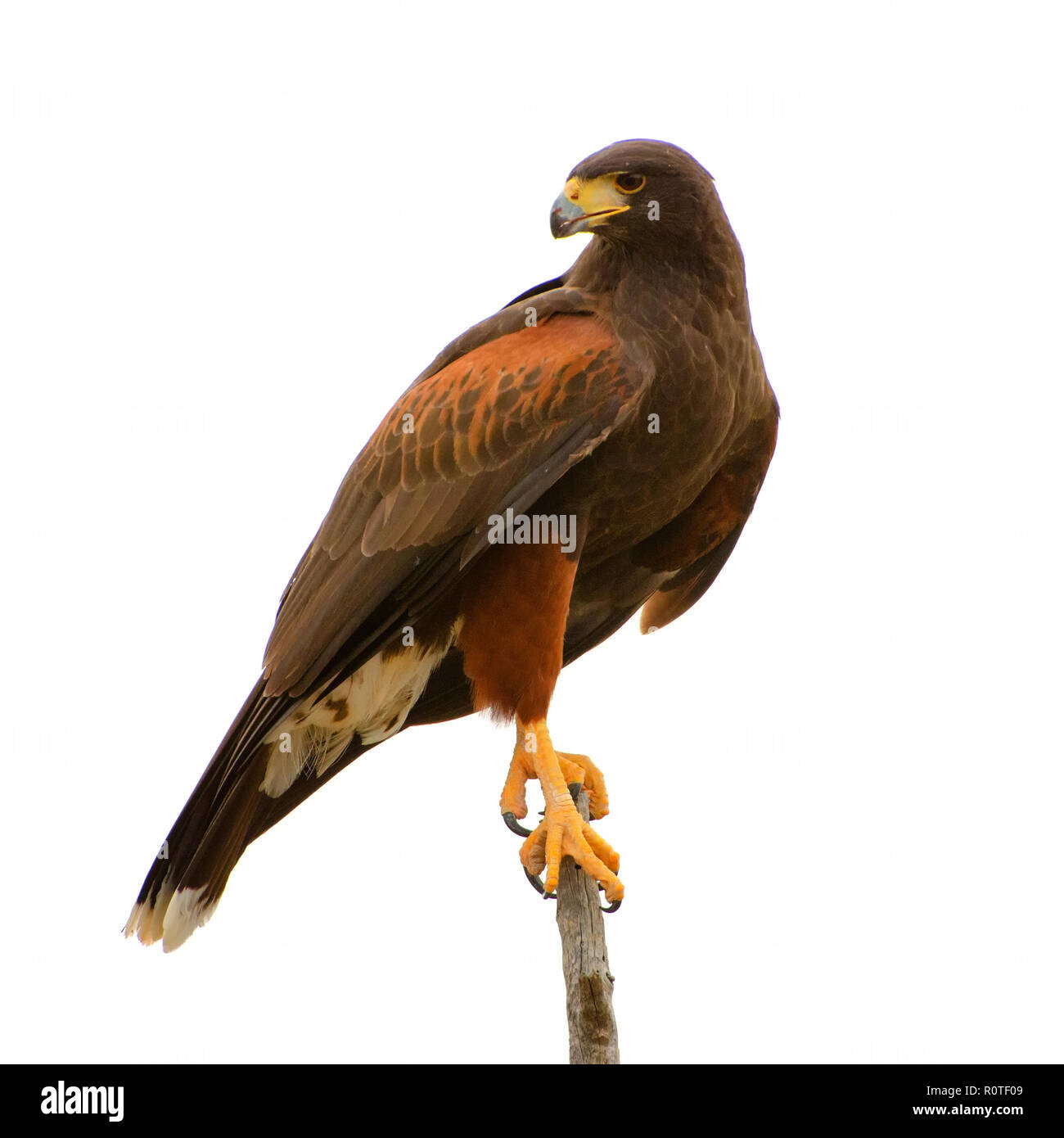 Harris Hawk isoliert auf weißem Hintergrund Stockfoto