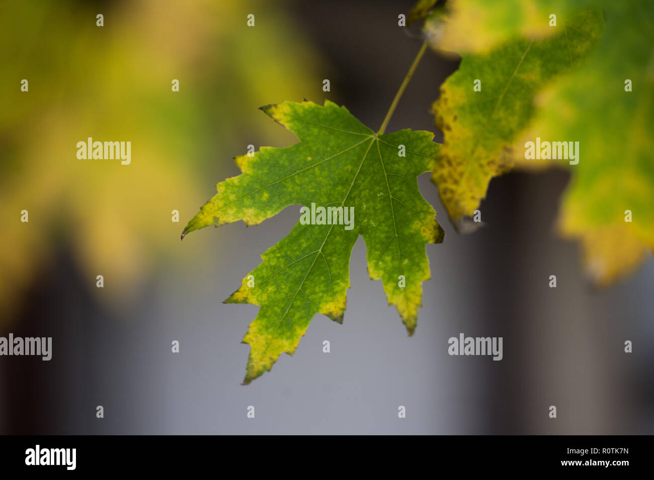 Nahaufnahme eines Maple Leaf Hängen am Baum im späten Herbst Stockfoto
