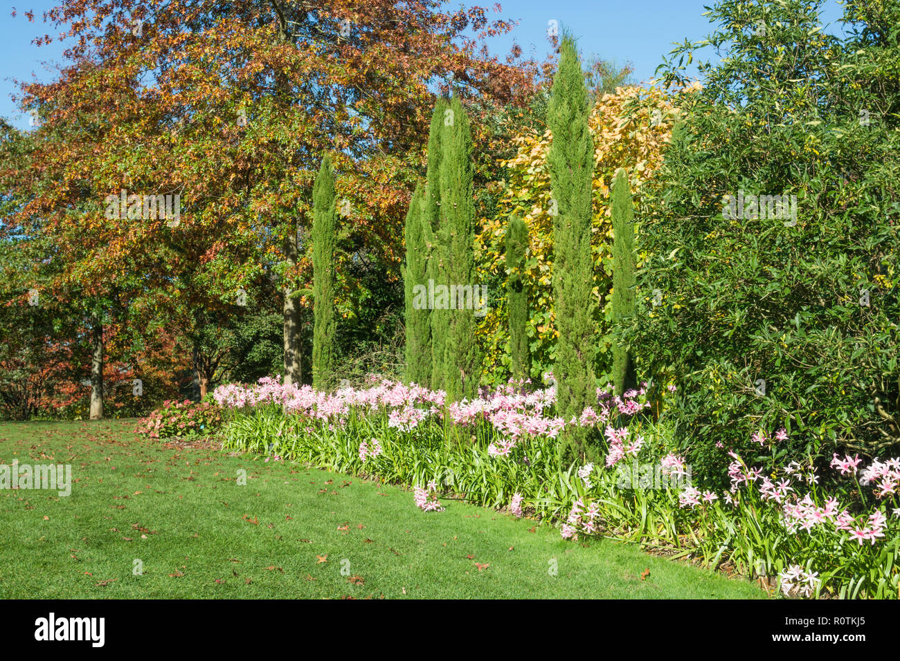 Italienische Zypresse Cupressus sempervirens und Nerines Stockfoto