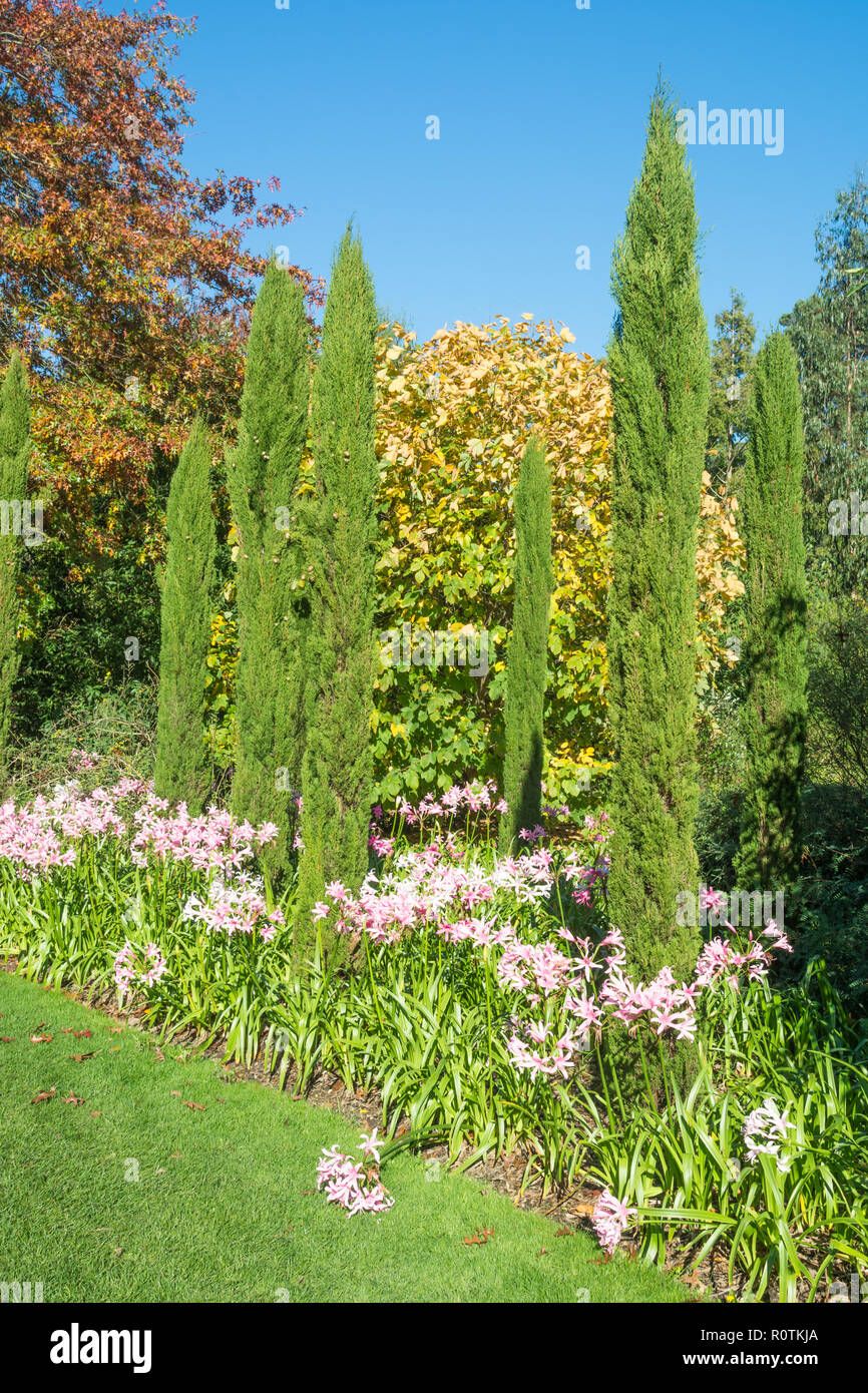Italienische Zypresse Cupressus sempervirens und Nerines Stockfoto