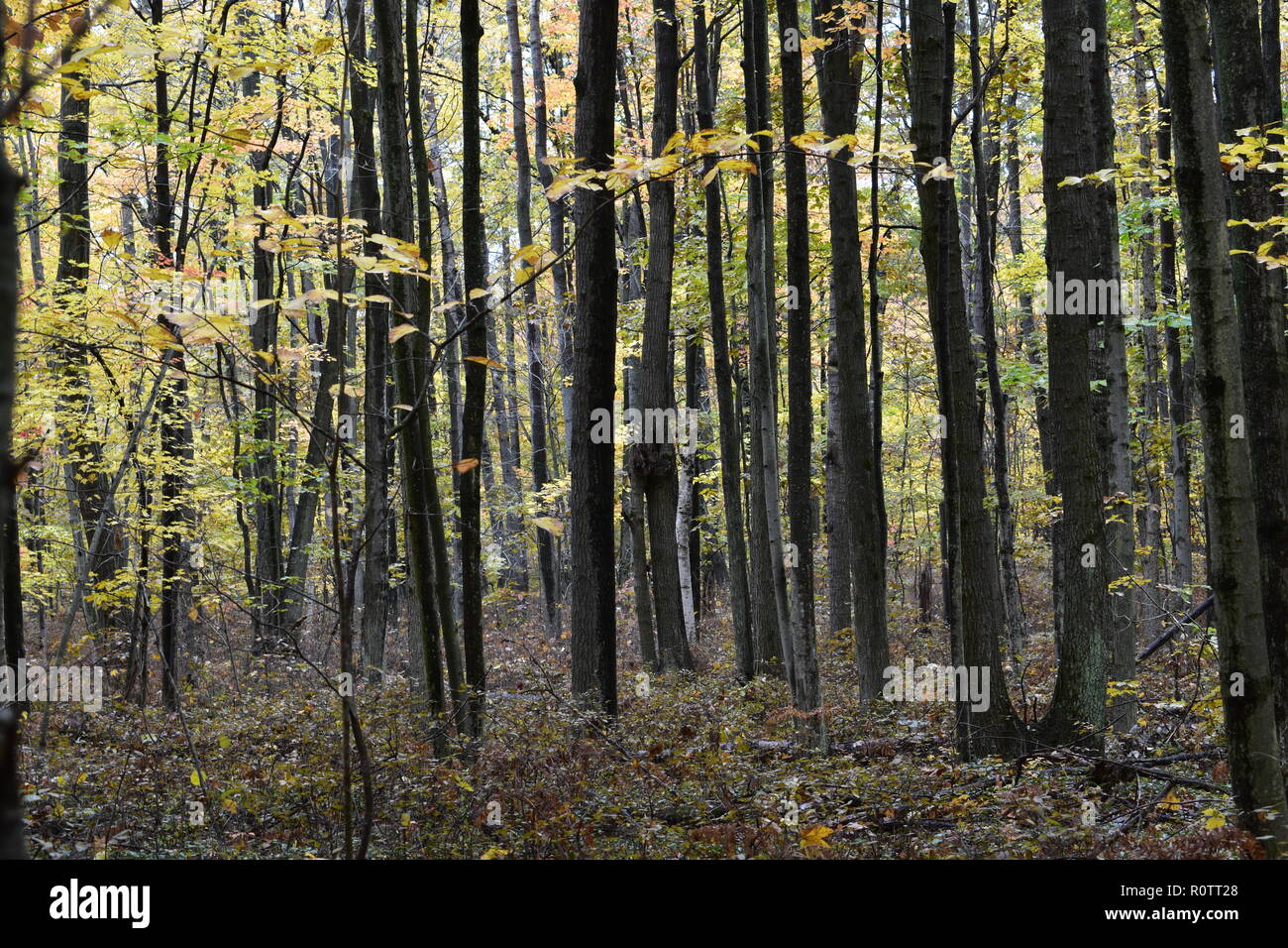 Herbst Ahorn Wald, bei Huron Nature Center, im Mittleren Westen der Vereinigten Staaten von Amerika. Dieser Park ist stark bewaldet, meist mit Ahorn und einige andere. Stockfoto