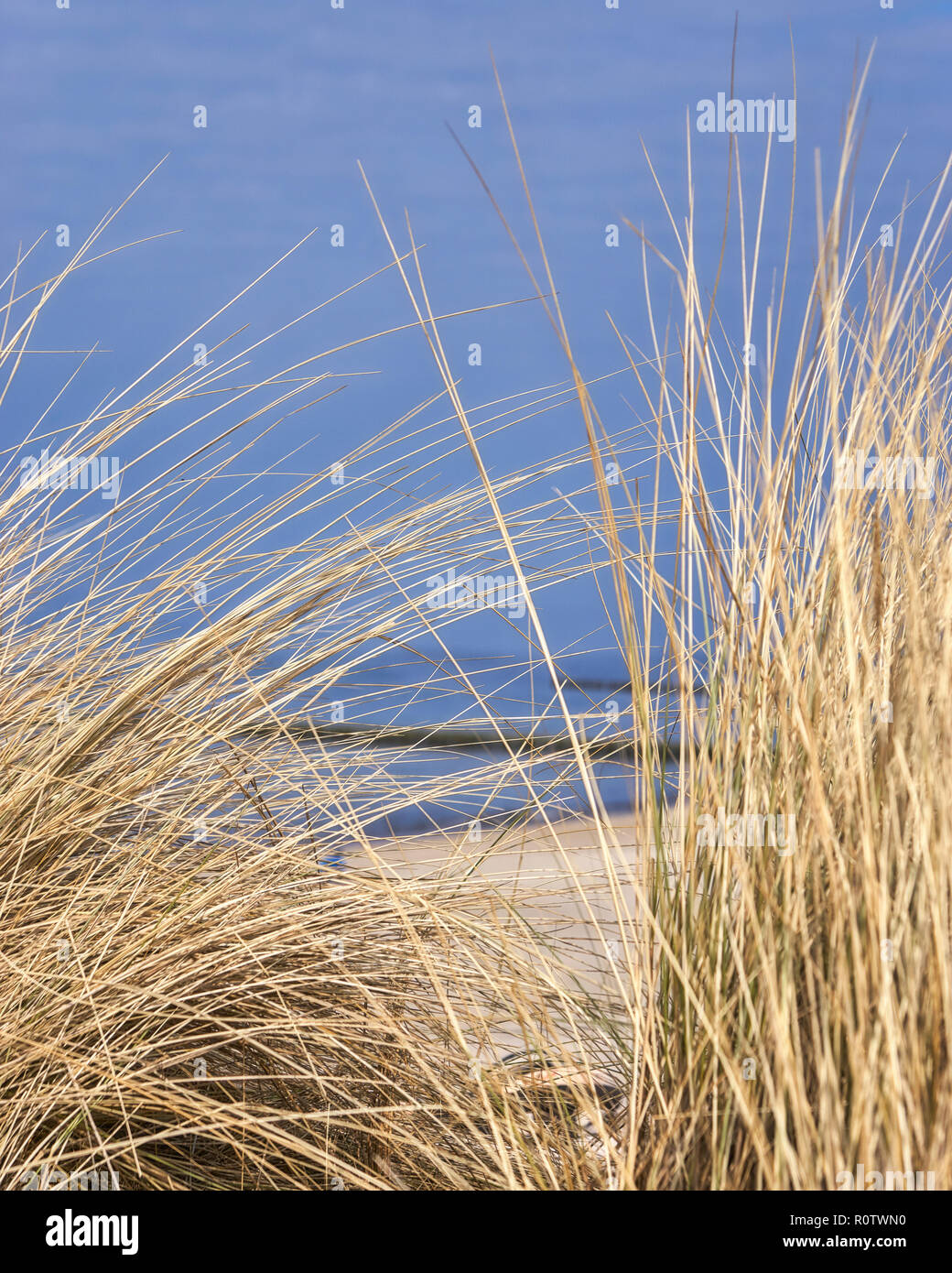 Eine Düne mit dune Grass an der Küste des Deutschen Meer, Deutschland. Die Küste ist im Hintergrund sichtbar Stockfoto