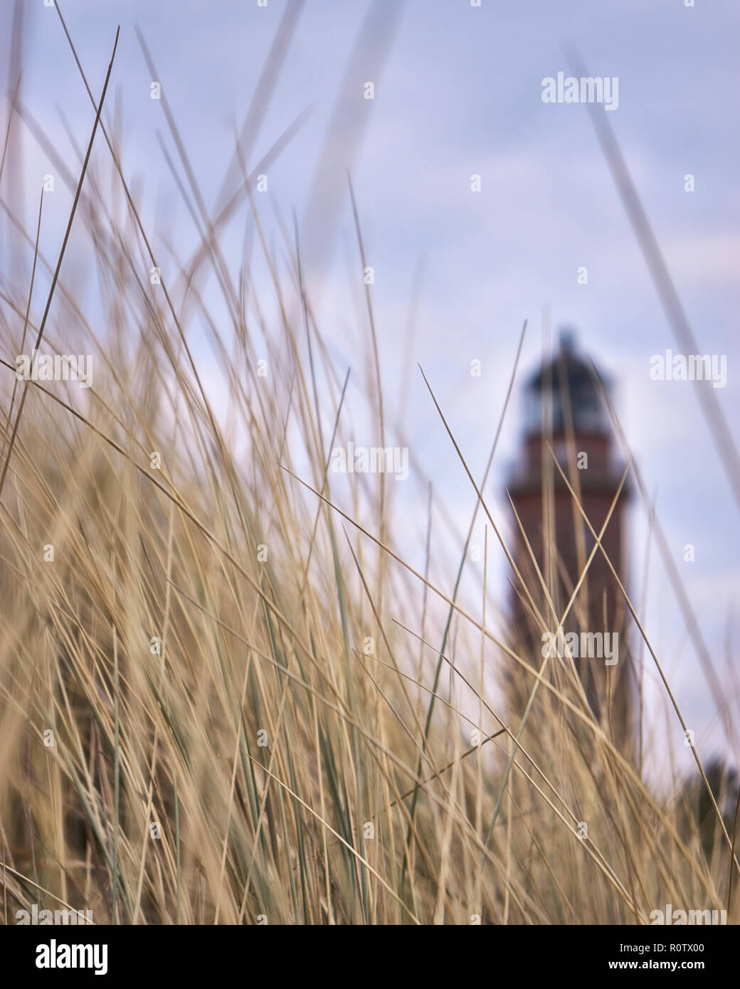 Dune Grass mit Leuchtturm im Hintergrund in der Nähe von Prerow, Fischland-Darß-Zingst Stockfoto