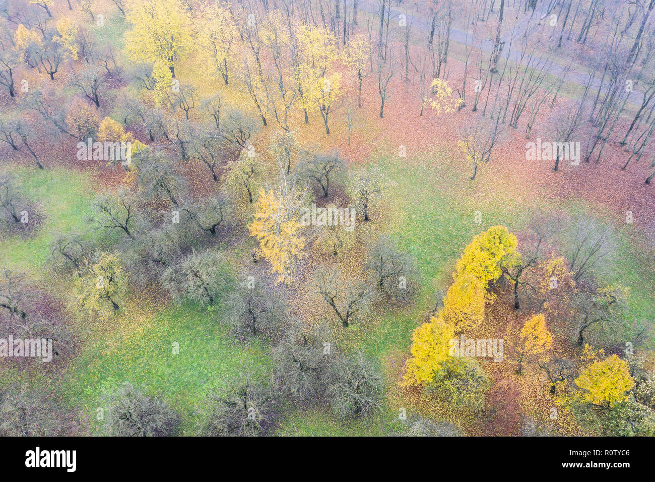 Fantastische Landschaft mit bunten Bäumen an nebligen Herbst Park. Luftaufnahme Stockfoto