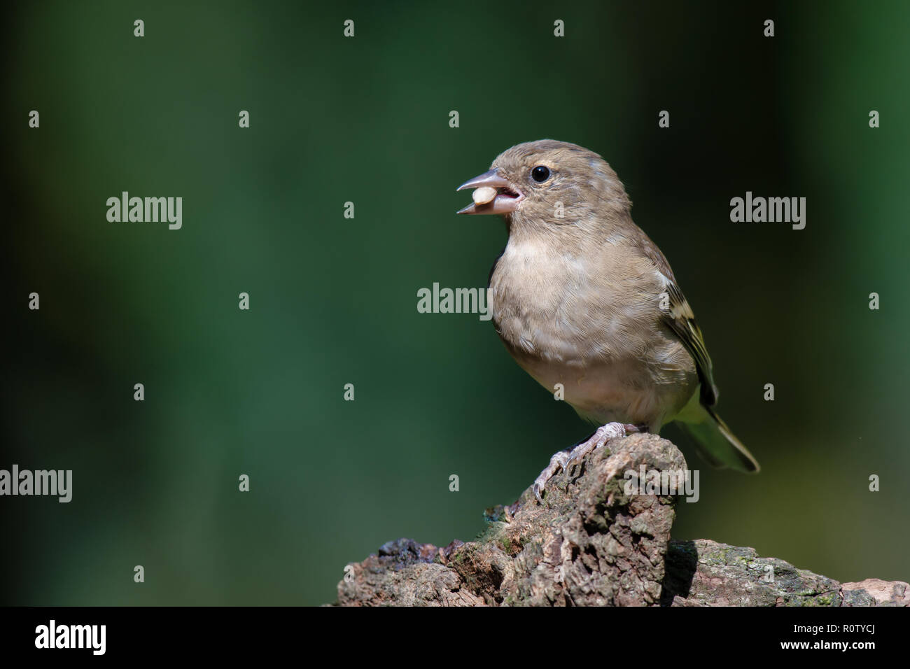 Ein Profil Portrait eines weiblichen Buchfink. Der Vogel ist auf einem Baumstamm auf der Suche auf der linken Seite thront. Es hat einen Samen in seinem Schnabel und es ist Platz kopieren Stockfoto