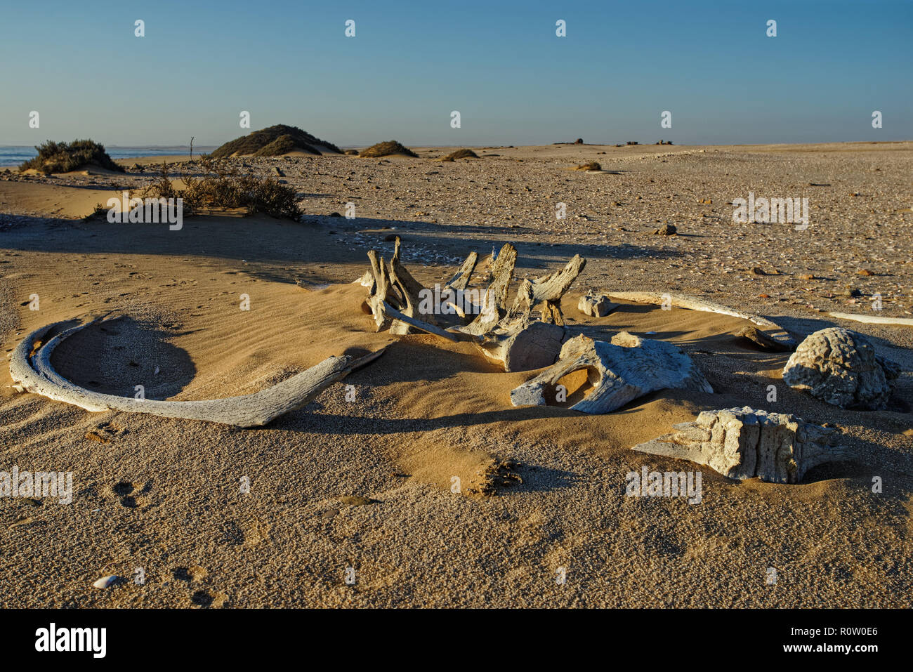 Walknochen, gebleicht in der Sonne liegen auf dem Sand bei Meob Bay Walfangstation, Namibia, Afrika Stockfoto