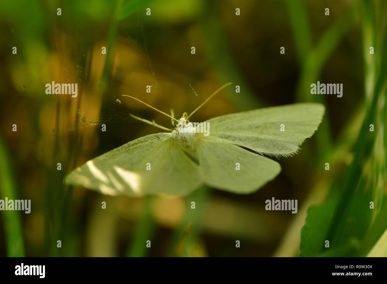 White Butterfly in das grüne Gras Licht des Morgens Sonne auf den Flügeln Stockfoto