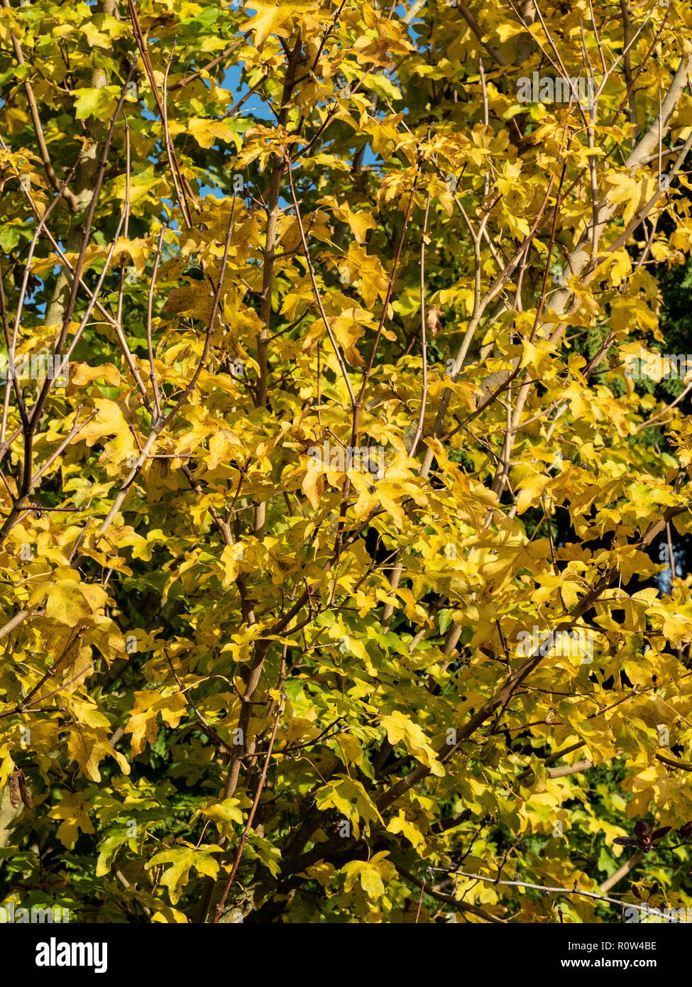 Ein Rahmen voll der hellen Goldener Herbst Laub der Feld Ahorn Acer campestre Stockfoto