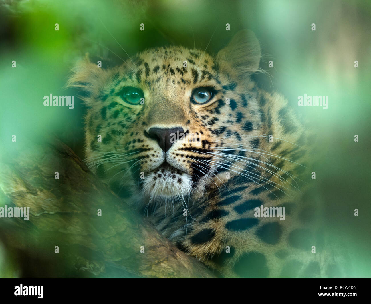Amur leopard Panthera pardus orientalis CAPTIVE Stockfoto