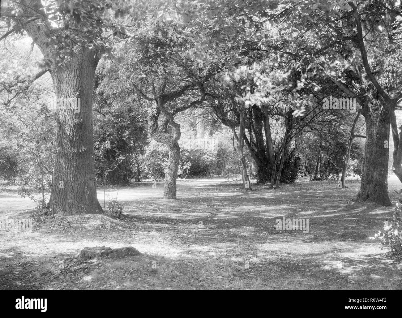 Landschaft mit Bäumen, c 1935. Schöpfer: Kirk & Söhne von Cowes. Stockfoto