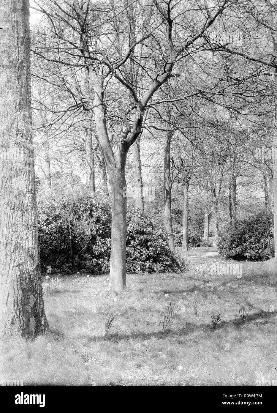 Bäume und Narzissen, c 1935. Schöpfer: Kirk & Söhne von Cowes. Stockfoto