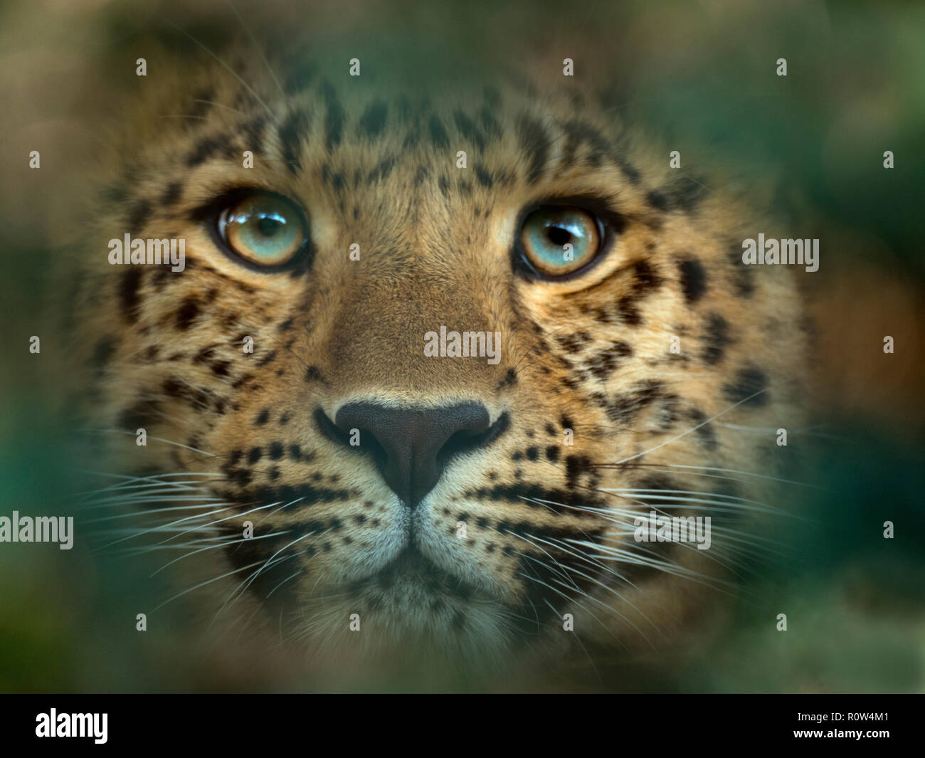 Amur leopard Panthera pardus orientalis CAPTIVE Stockfoto
