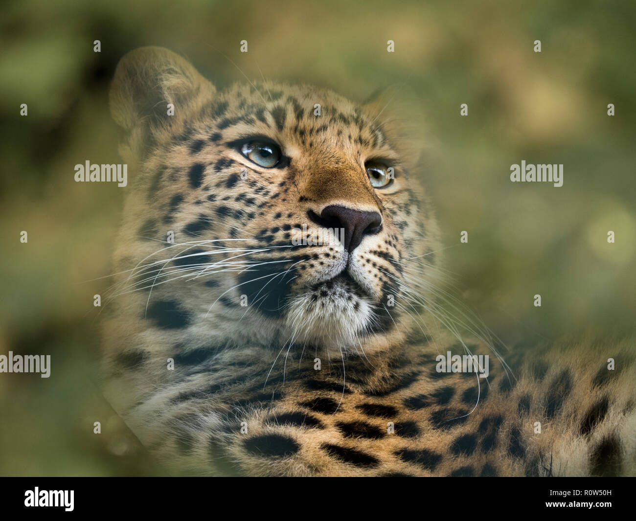 Amur leopard Panthera pardus orientalis CAPTIVE Stockfoto