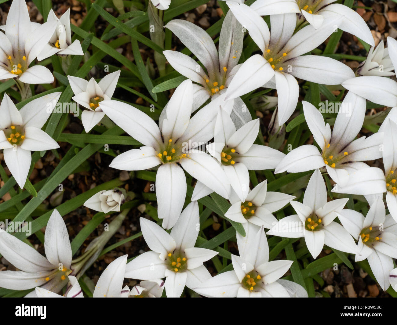 Eine Nahaufnahme von einer Gruppe der Sternenhimmel weißen Blumen der Ipheion sessile Stockfoto