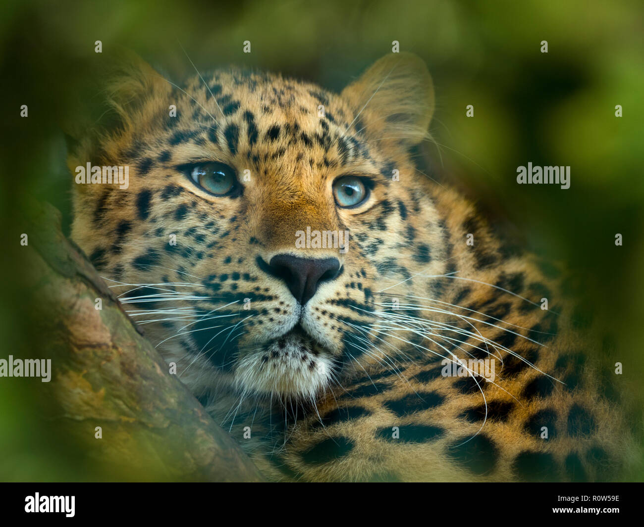 Amur leopard Panthera pardus orientalis CAPTIVE Stockfoto