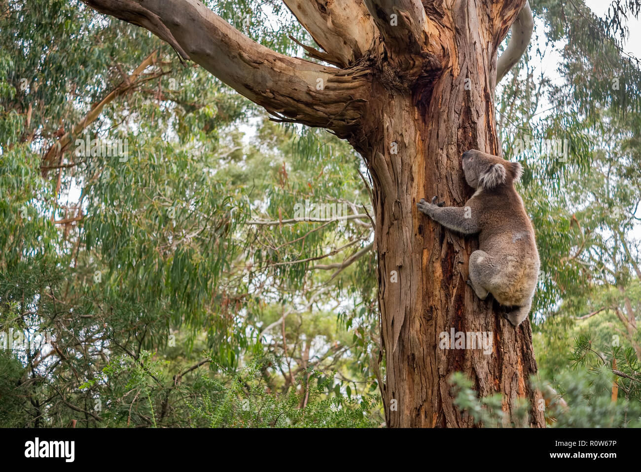Wild koala im Klettern auf einen Baum in Adelaide Hills, South Australia Stockfoto