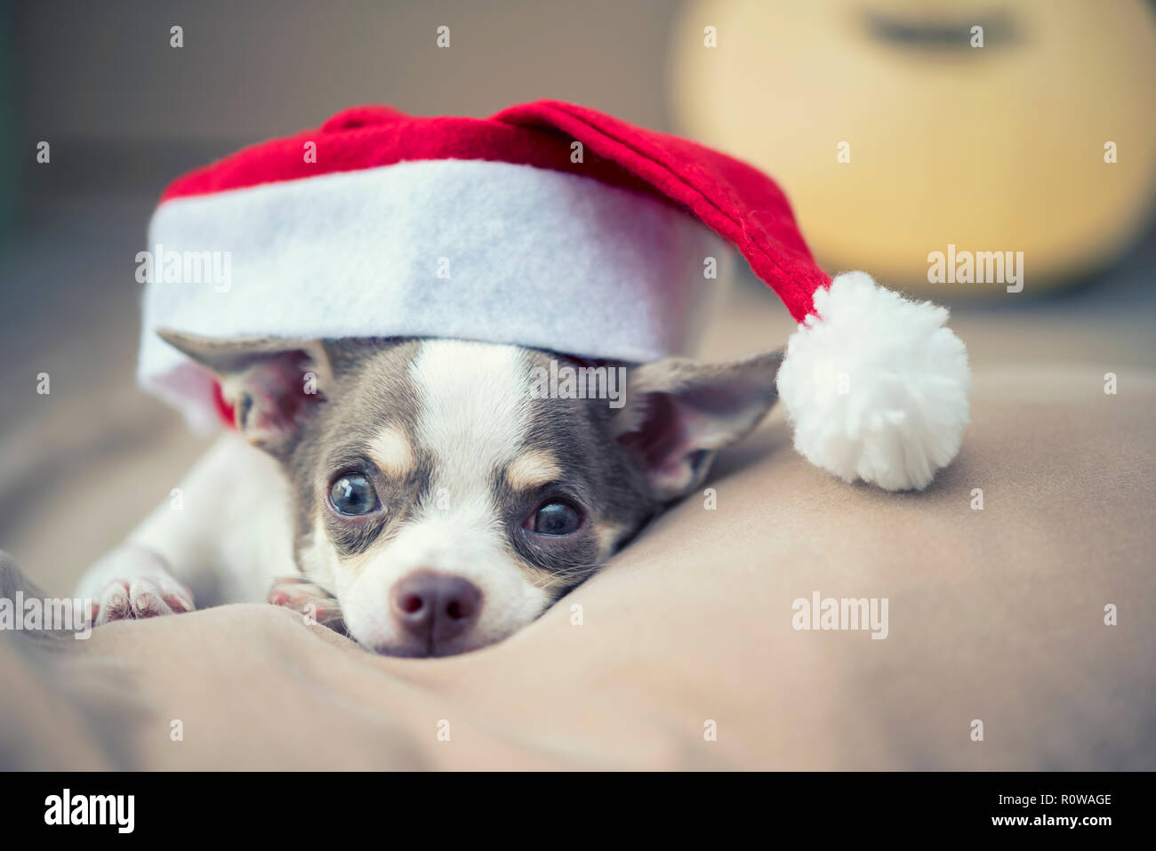 Frohe Weihnachten Konzept. Einen kleinen niedlichen Hund mit Weihnachtsmütze auf dem Bett. Urlaub Hintergrund. Stockfoto