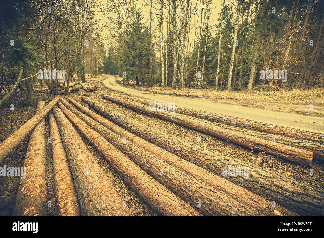 Stapel von Holz im Wald, ländliche Landschaft im Frühjahr oder Herbst, getönten Bild Stockfoto