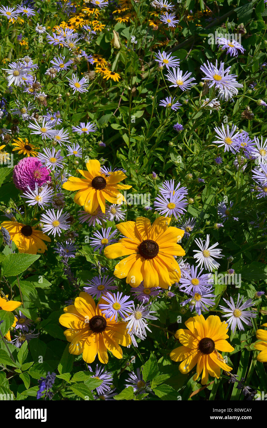 Blume Grenze mit Rudbeckia hirta Black Eyed Susan und Aster amellus in einem Land, Garten Stockfoto