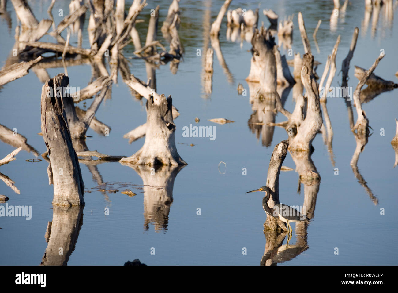 Einsamer vogel Angeln unter toten versteinerte Baumstümpfe in Mündung Wasser, Celestun, Halbinsel Yucatan, Mexiko Stockfoto