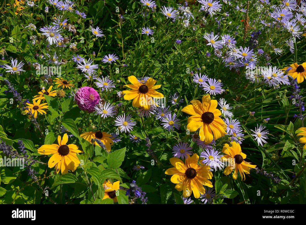 Blume Grenze mit Rudbeckia hirta Black Eyed Susan und Aster amellus in einem Land, Garten Stockfoto