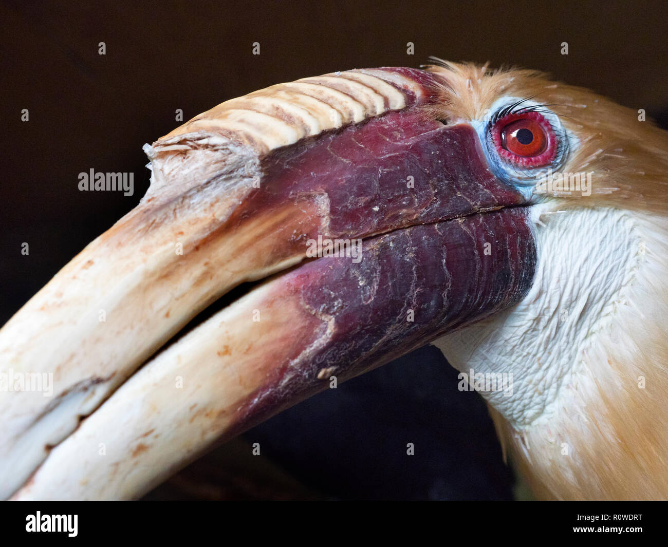 Blyths Hornbill Rhyticeros plicatus männlich Stockfoto