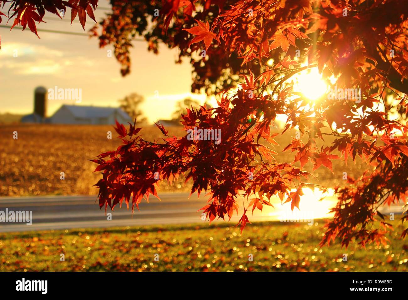 Die Abendsonne durch die lebhaften Rot Herbst glänzende Blätter geben Ihnen einen strahlenden Look. Stockfoto
