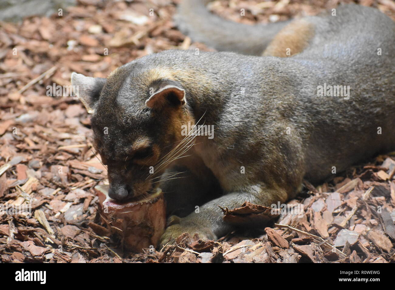 Fossa essen eine blooksicle im Zoo von Atlanta Stockfoto