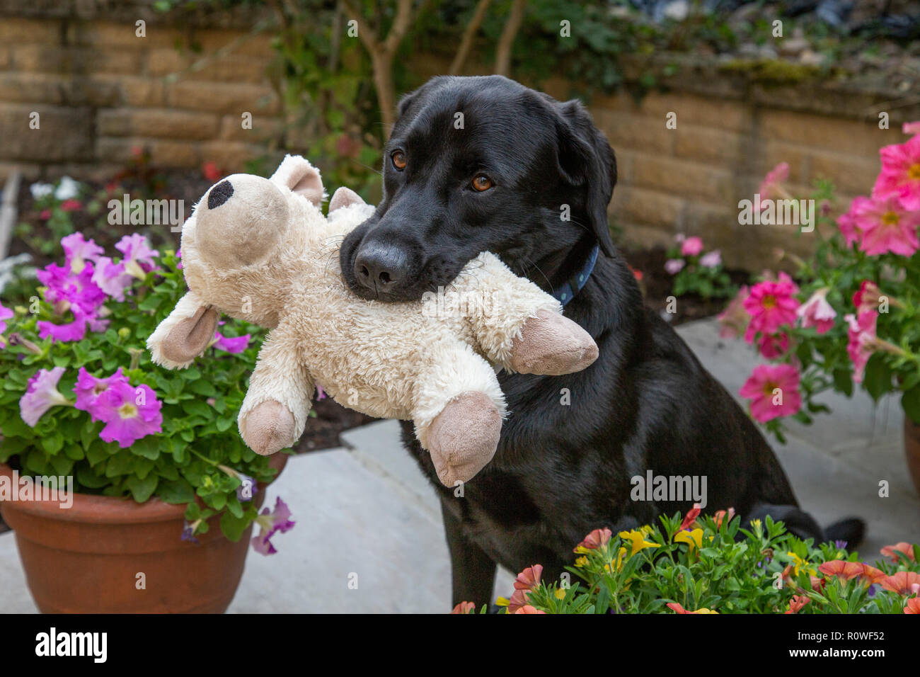 Ein schwarzer Labrador Retriever Holding ein weiches Spielzeug in den Mund. Stockfoto