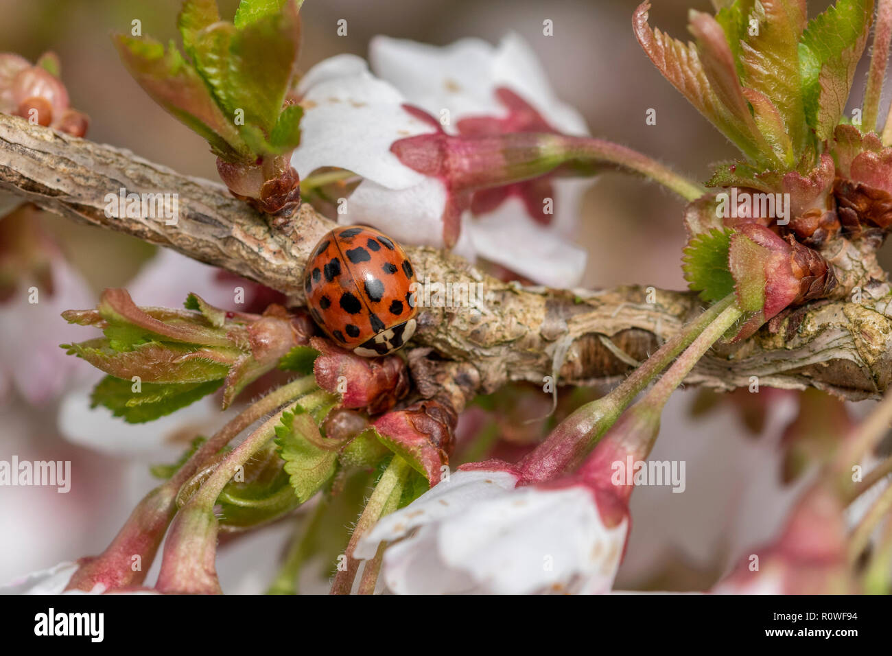 Harlequin Ladybird. Stockfoto