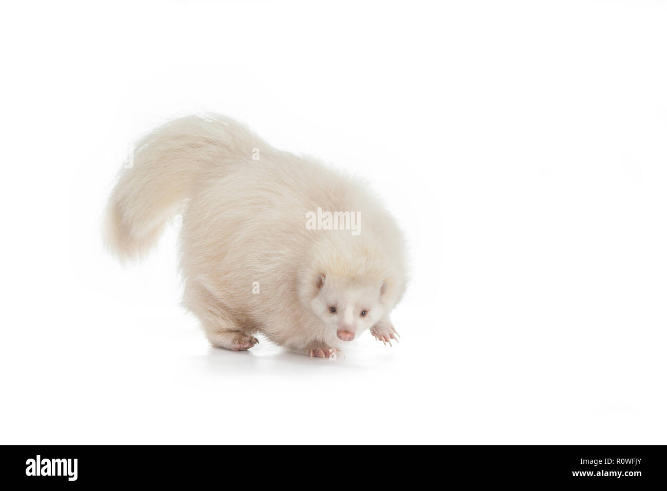 Albino Skunk. Tony's Reptilienshow Stockfoto