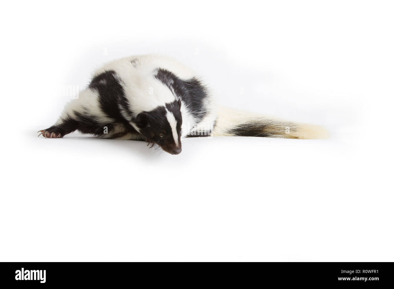 Striped Skunk, mephitis Mephitis. Tony's Reptilienshow Stockfoto